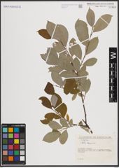 Foto von Salix caprea L.